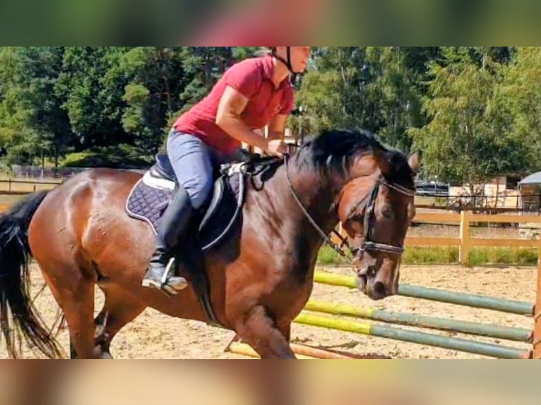 Oldenburger Springpaard Merrie 6 Jaar 166 cm Donkerbruin in Gifhorn