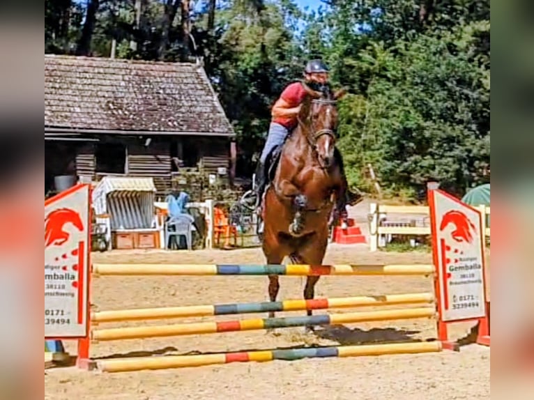 Oldenburger Springpaard Merrie 6 Jaar 166 cm Donkerbruin in Gifhorn