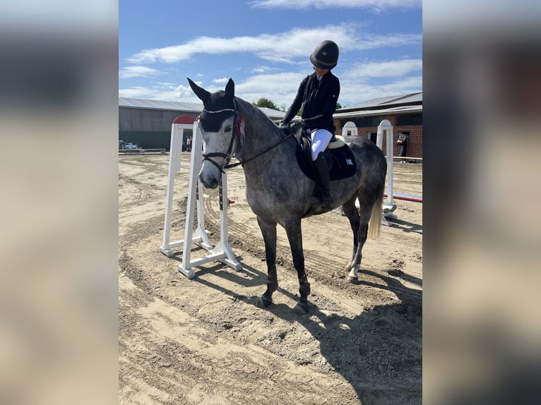 Oldenburger Springpaard Merrie 6 Jaar 166 cm Schimmel in Ahrensburg