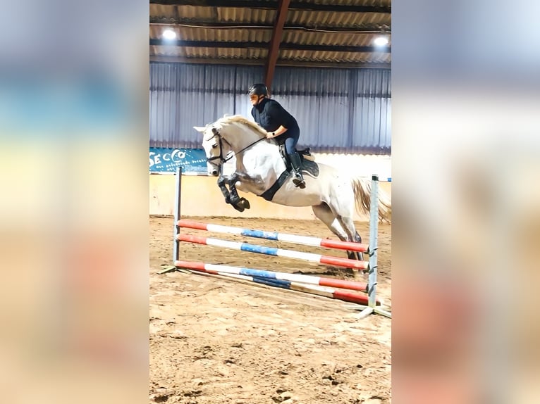 Oldenburger Springpaard Merrie 6 Jaar 167 cm Appelschimmel in Westerstede