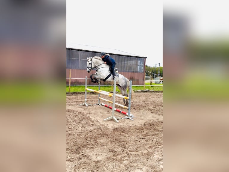 Oldenburger Springpaard Merrie 6 Jaar 167 cm Appelschimmel in Westerstede
