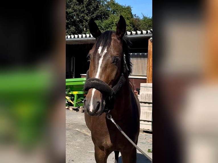 Oldenburger Springpaard Merrie 6 Jaar 167 cm Bruin in Lindlar