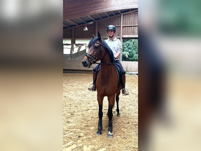 Oldenburger Springpaard Merrie 6 Jaar 167 cm Bruin in Großrinderfeld