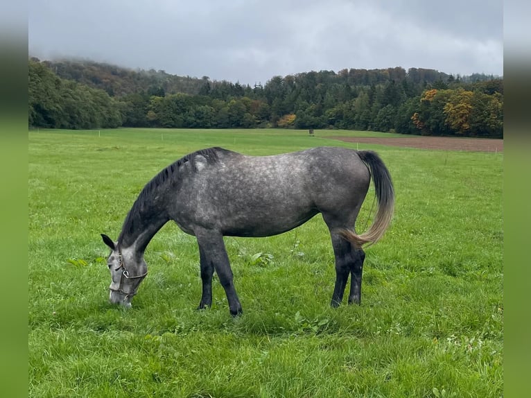 Oldenburger Springpaard Merrie 6 Jaar 167 cm Schimmel in Amöneburg