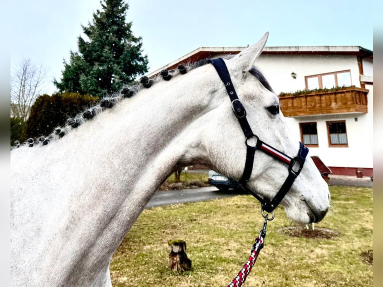 Oldenburger Springpaard Merrie 6 Jaar 168 cm Appelschimmel in Sangerhausen