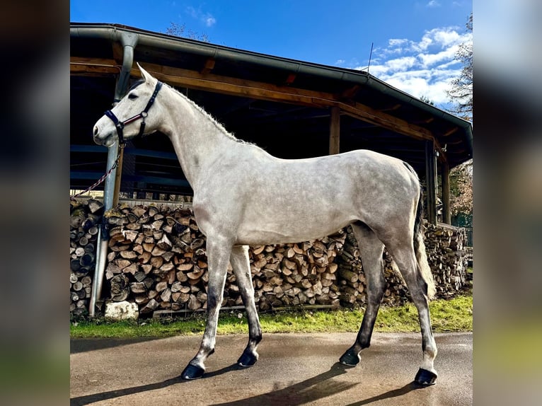 Oldenburger Springpaard Merrie 6 Jaar 168 cm Appelschimmel in Sangerhausen