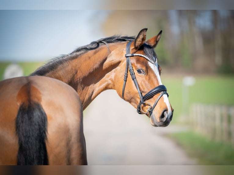 Oldenburger Springpaard Merrie 6 Jaar 168 cm Bruin in Bramsche