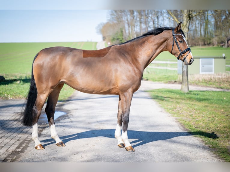 Oldenburger Springpaard Merrie 6 Jaar 168 cm Bruin in Bramsche