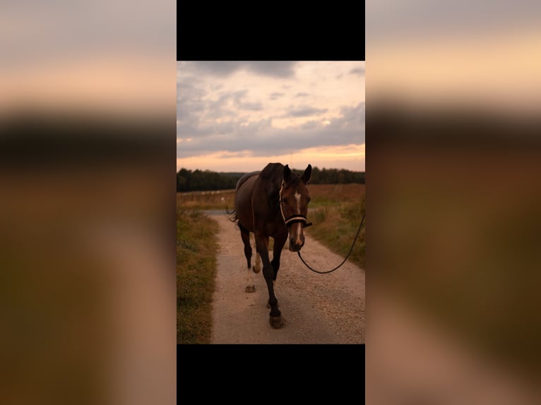 Oldenburger Springpaard Merrie 6 Jaar 168 cm Bruin in Zernien