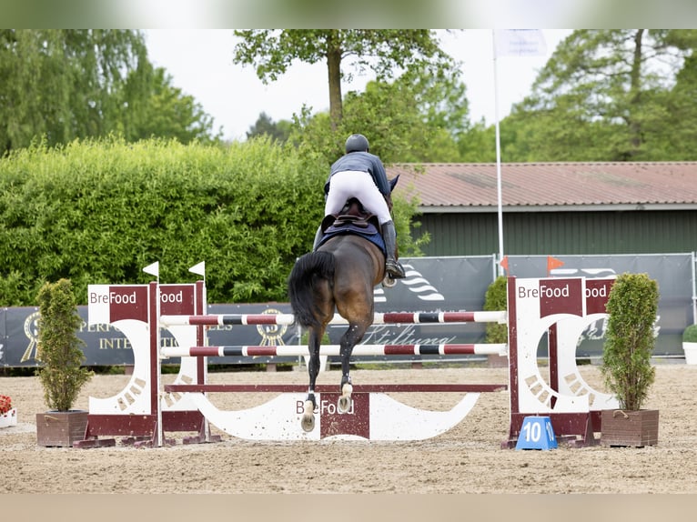 Oldenburger Springpaard Merrie 6 Jaar 168 cm Bruin in Visbek