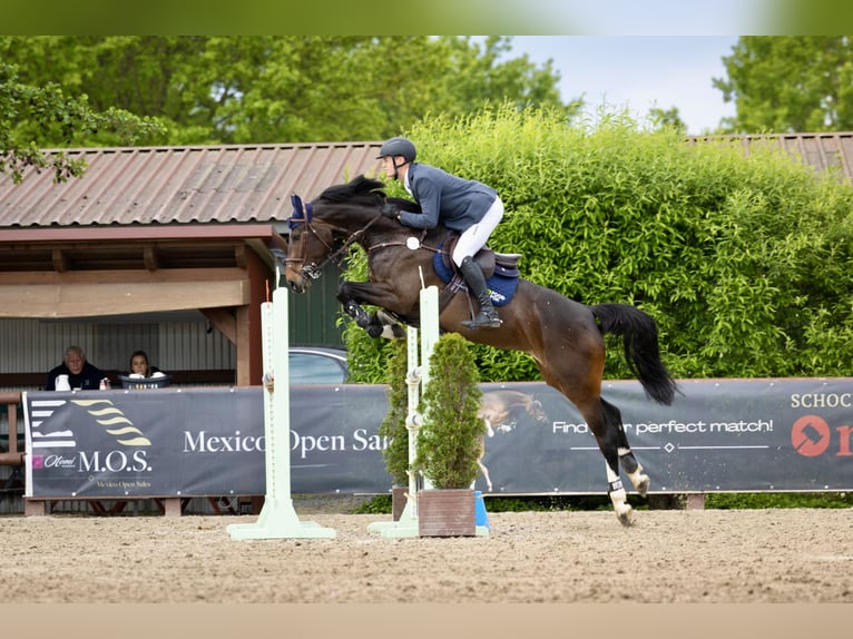 Oldenburger Springpaard Merrie 6 Jaar 168 cm Bruin in Visbek