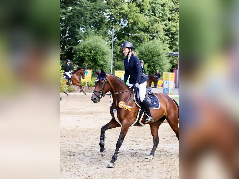 Oldenburger Springpaard Merrie 6 Jaar 169 cm Brauner in Senden