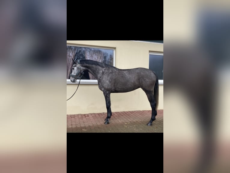 Oldenburger Springpaard Merrie 6 Jaar 169 cm Zwartschimmel in Walzbachta