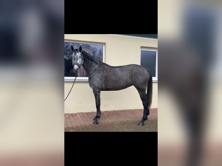 Oldenburger Springpaard Merrie 6 Jaar 169 cm Zwartschimmel in Walzbachta