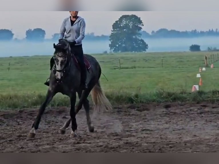 Oldenburger Springpaard Merrie 6 Jaar 170 cm Appelschimmel in Hinte