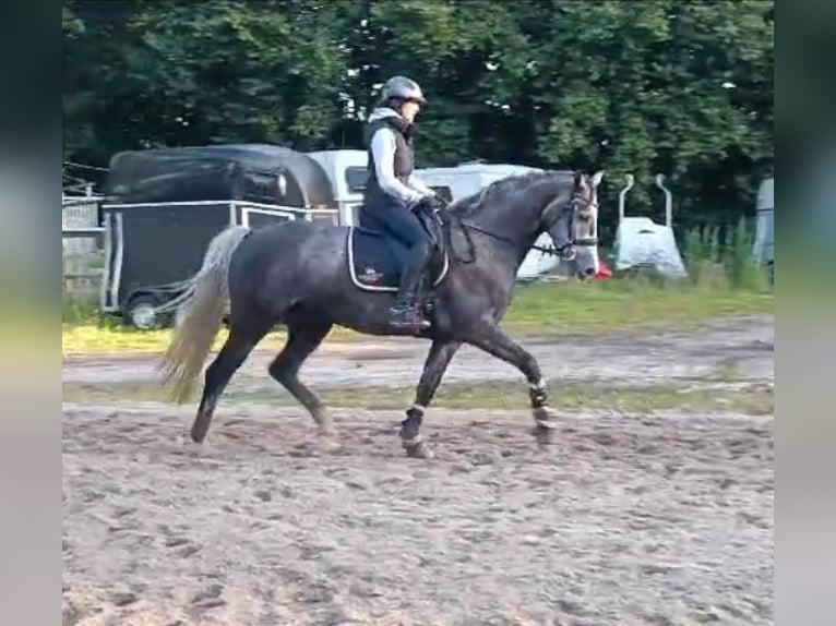 Oldenburger Springpaard Merrie 6 Jaar 170 cm Appelschimmel in Hinte