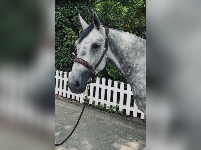 Oldenburger Springpaard Merrie 6 Jaar 170 cm Appelschimmel in Frankfurt am Main