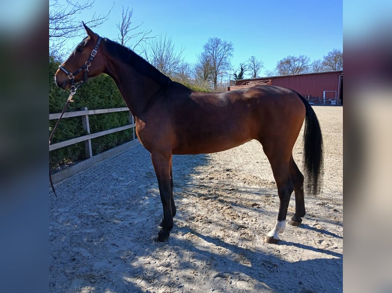Oldenburger Springpaard Merrie 6 Jaar 170 cm Bruin in Lohne (Oldenburg)