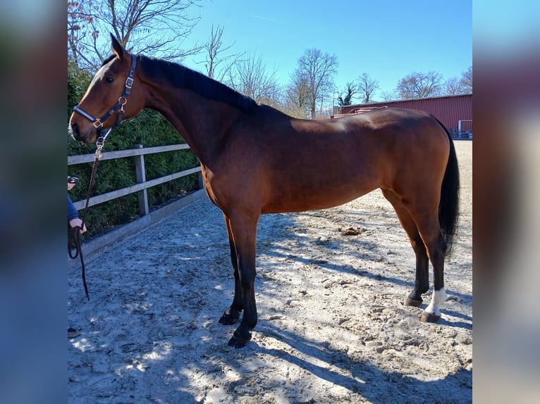 Oldenburger Springpaard Merrie 6 Jaar 170 cm Bruin in Lohne (Oldenburg)