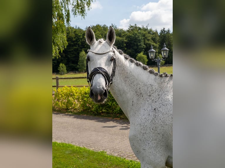 Oldenburger Springpaard Merrie 6 Jaar 170 cm Schimmel in Bonefeld