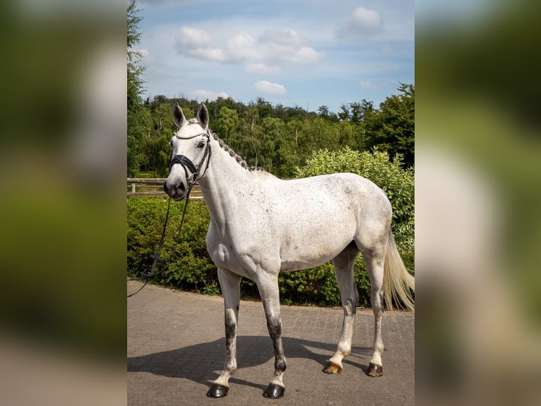 Oldenburger Springpaard Merrie 6 Jaar 170 cm Schimmel in Bonefeld