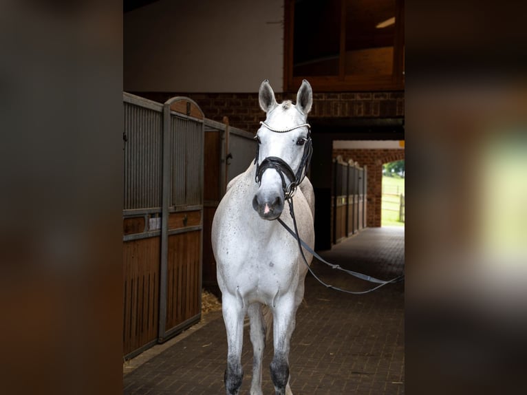 Oldenburger Springpaard Merrie 6 Jaar 170 cm Schimmel in Bonefeld