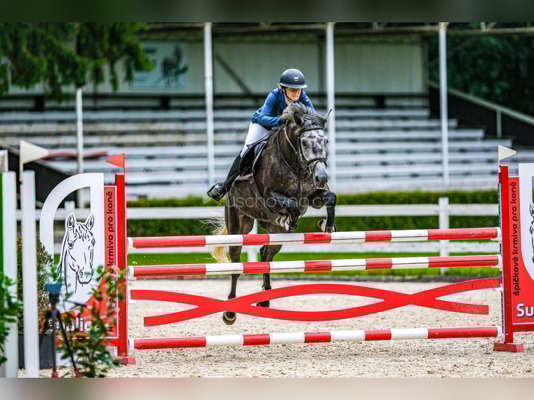 Oldenburger Springpaard Merrie 6 Jaar 172 cm Schimmel in Tuhan