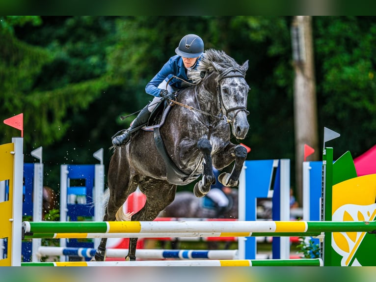 Oldenburger Springpaard Merrie 6 Jaar 172 cm Schimmel in Tuhan