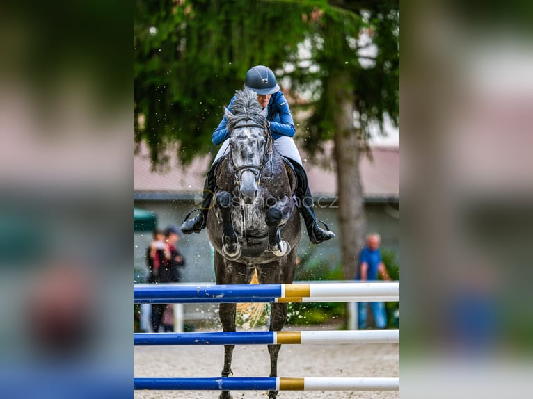Oldenburger Springpaard Merrie 6 Jaar 172 cm Schimmel in Tuhan