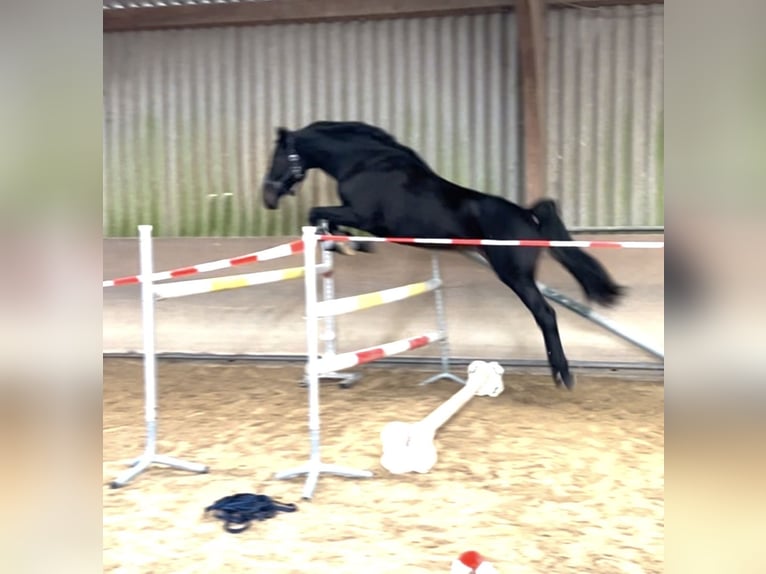 Oldenburger Springpaard Merrie 6 Jaar 172 cm Zwart in Hanau Steinheim