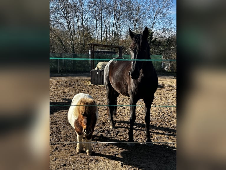 Oldenburger Springpaard Merrie 6 Jaar 172 cm Zwart in Hanau Steinheim