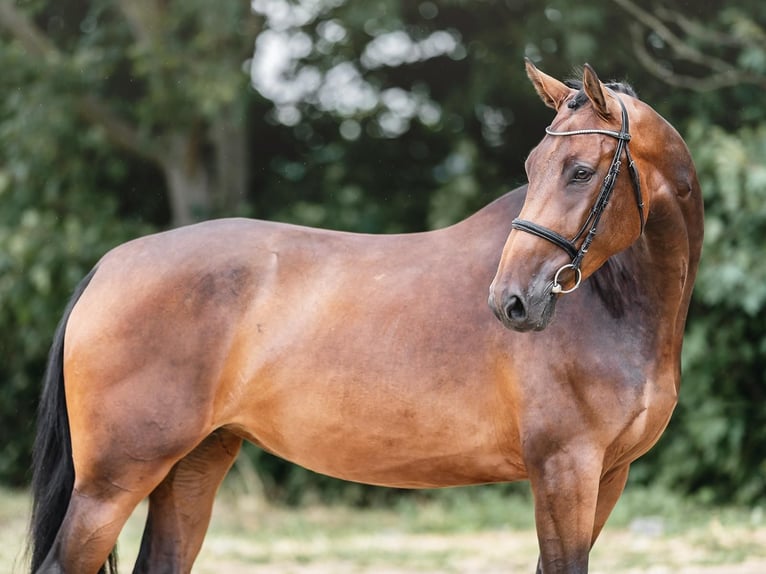 Oldenburger Springpaard Merrie 6 Jaar 173 cm Roodbruin in Zduchovice