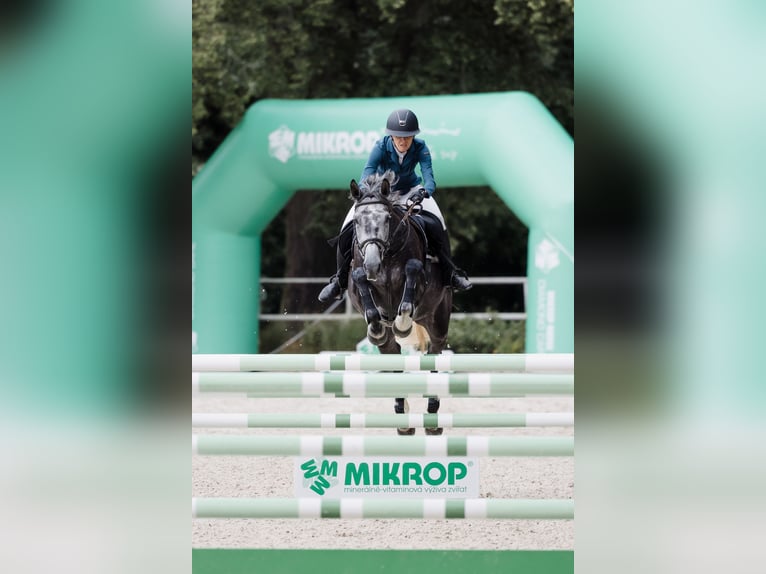 Oldenburger Springpaard Merrie 6 Jaar 175 cm Schimmel in Obrok