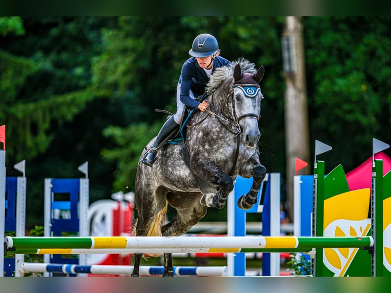 Oldenburger Springpaard Merrie 6 Jaar 175 cm Schimmel in Obrok