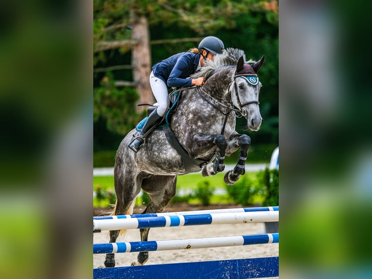 Oldenburger Springpaard Merrie 6 Jaar 175 cm Schimmel in Obrok