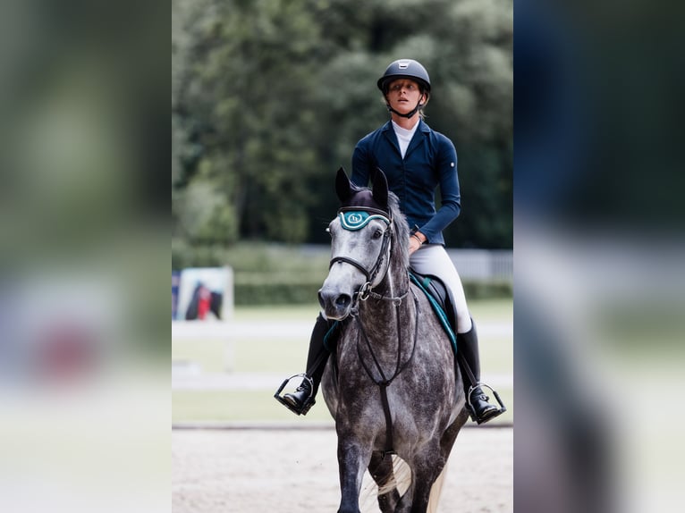 Oldenburger Springpaard Merrie 6 Jaar 175 cm Schimmel in Obrok