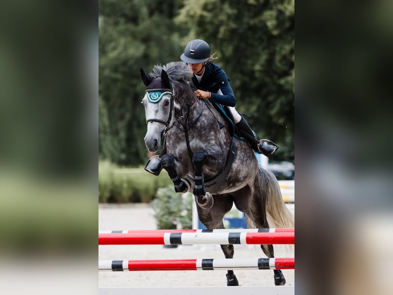 Oldenburger Springpaard Merrie 6 Jaar 175 cm Schimmel in Obrok