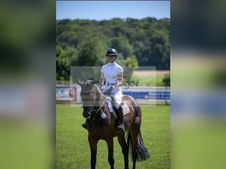 Oldenburger Springpaard Merrie 6 Jaar 177 cm Donkerbruin in Wallenhorst