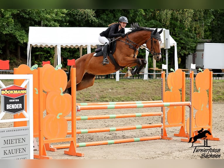 Oldenburger Springpaard Merrie 6 Jaar Bruin in Falkenhain