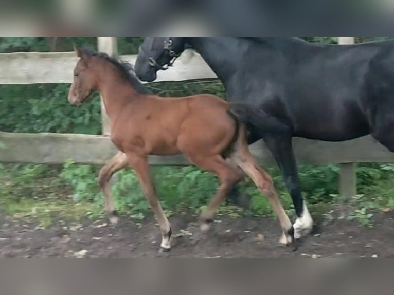 Oldenburger Springpaard Merrie 6 Jaar Bruin in Hankensbüttel