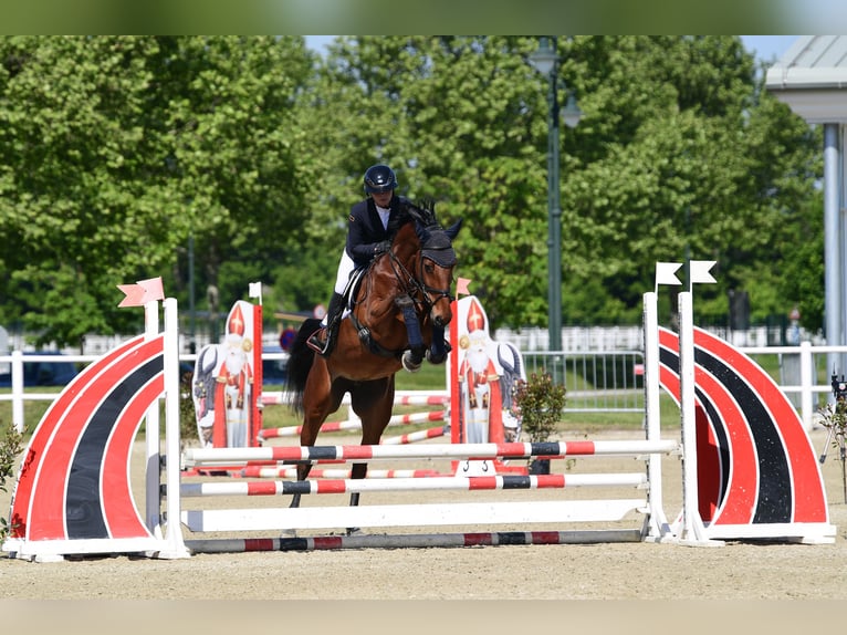 Oldenburger Springpaard Merrie 6 Jaar Bruin in Schiedlberg