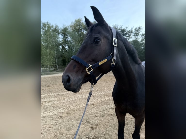 Oldenburger Springpaard Merrie 7 Jaar 160 cm Bruin in Bütow