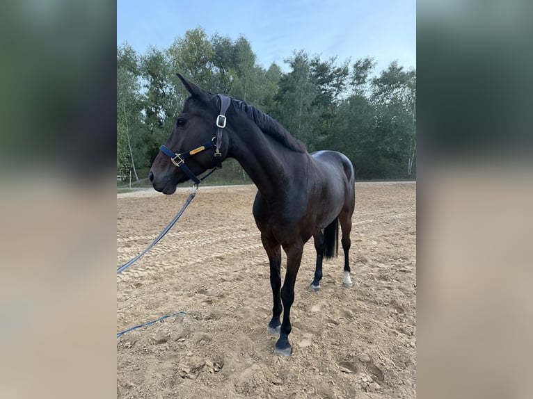 Oldenburger Springpaard Merrie 7 Jaar 160 cm Bruin in Bütow