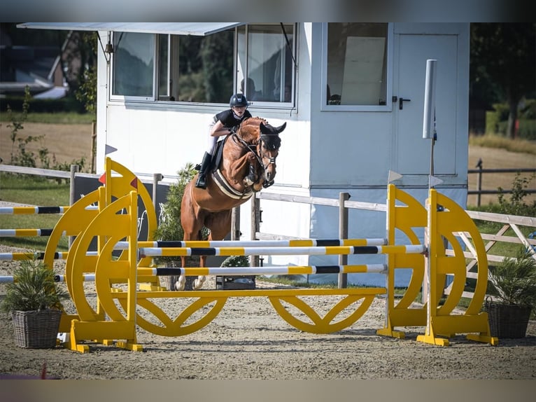 Oldenburger Springpaard Merrie 7 Jaar 160 cm Vos in Bissendorf