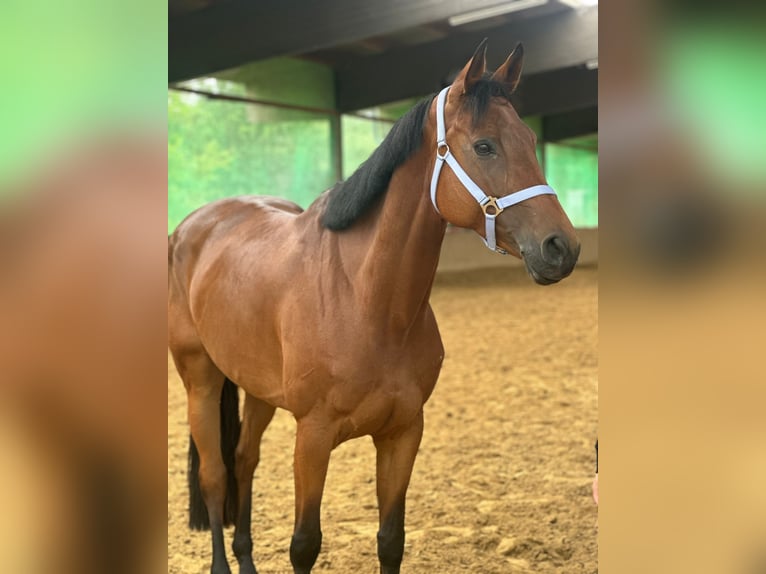 Oldenburger Springpaard Merrie 7 Jaar 164 cm in Greven