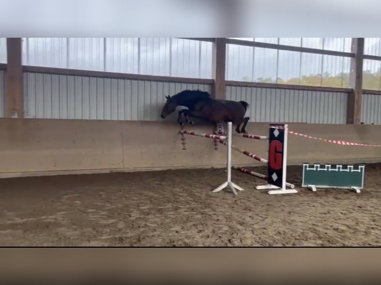 Oldenburger Springpaard Merrie 7 Jaar 165 cm Bruin in Darmstadt