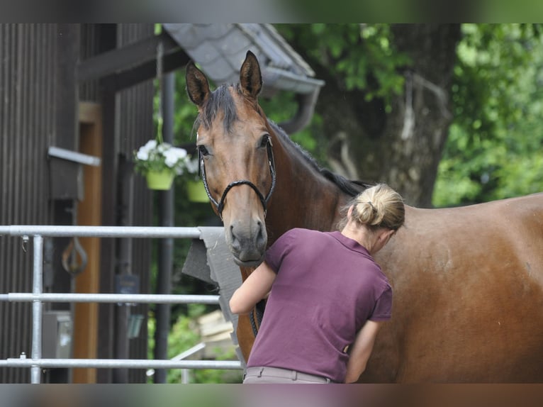 Oldenburger Springpaard Merrie 7 Jaar 165 cm Bruin in Gummersbach