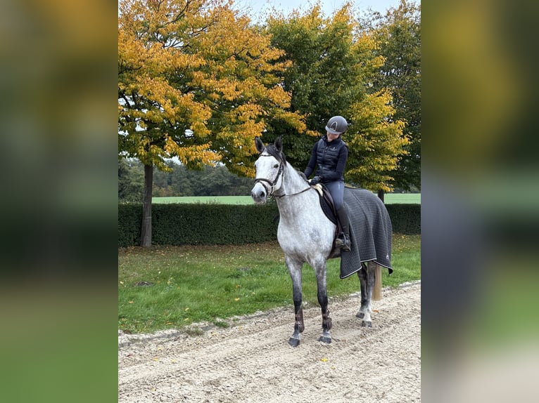 Oldenburger Springpaard Merrie 7 Jaar 165 cm Schimmel in Ahrensburg