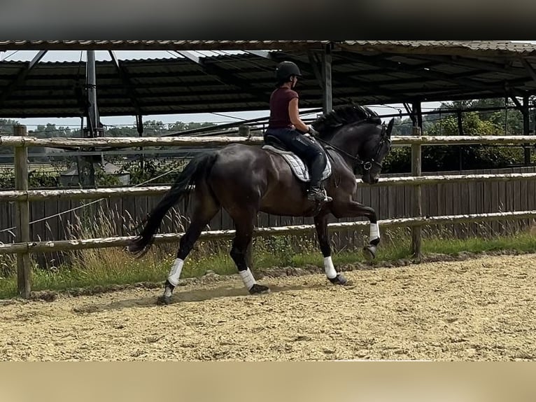 Oldenburger Springpaard Merrie 7 Jaar 165 cm Zwartbruin in Kevelaer