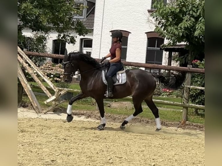 Oldenburger Springpaard Merrie 7 Jaar 165 cm Zwartbruin in Kevelaer